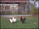 pa297433